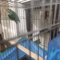 طوطی برزیلی