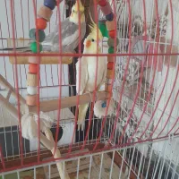 حراج حراجی قیمت یک میلیون سیصد تخفیف جزئی دارد