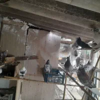 ۲۰جفت کبوتر پروازی