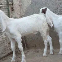 بزغاله گلابی