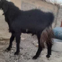 کهره نر