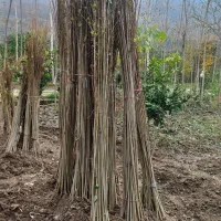 نهال صنوبر نیگرا