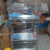 قفس  جفتگاه جفتکن