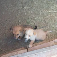 باکوتا کوچیکه ریز