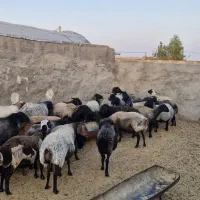میش آبستن و جوون|حیوانات مزرعه|قم, شاه سید علی|دیوار