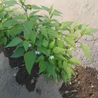 فلفل خوراکی گلخانه