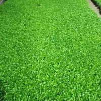 سبزه نارنج عیدنوروز|گل و گیاه طبیعی|قائم‌شهر, |دیوار