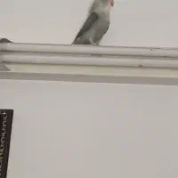 پرنده