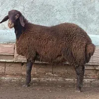 گوسفند زنده دشت مغان