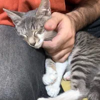 گربه ۳ ماهه