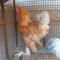 خروس برهما وجاپنیز