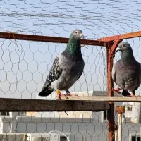 جفت عراق نر و ماده