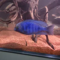 ماهی بلو دلفینی