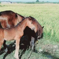 ماده یان وکره|اسب و تجهیزات اسبسواری|گرگان, |دیوار