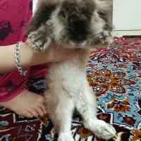 یه عد خرگوش فانتزی