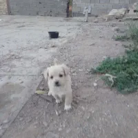 واگذاری         توله سگ پاکوتاه گلدن ریوتور|سگ|بومهن, |دیوار