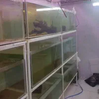 آکواریوم و پایه  سالنی جهت پرورش ماهی و مغازه داری