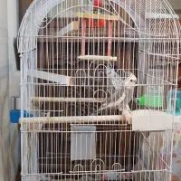 یک جفت عروس هلندی با قفس|پرنده|شهرکرد, |دیوار