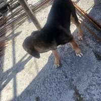 سگ دورگه ژرمن