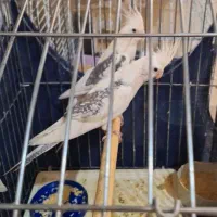 عروس هلندی سفید پشدار|پرنده|ری, ولی آباد|دیوار