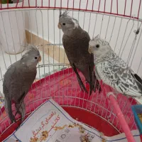 عروس هلندی وایت فیس