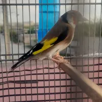سهره|پرنده|تهران, خانی‌آباد|دیوار