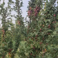 باغ فروشی راهجرد