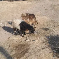 بزغاله نر دوعدد