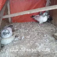 فروش کبوتر