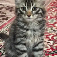 واگذاری رایگان|گربه|برازجان, |دیوار