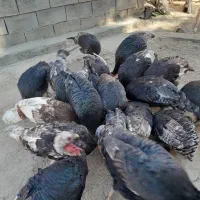 بوقلمو سالم بالغ