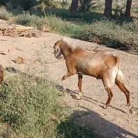 زمین کشاورزی۲هکتار بعد از فرودگاه روبرو باغ نجاتی