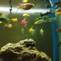 ماهی کالر 2 بندی مولد|ماهی|تبریز, |دیوار