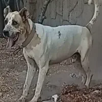 سگ سرابی