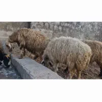 فروش میش جوان آبستن|حیوانات مزرعه|دهدشت, |دیوار