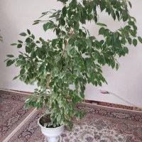 گل‌ فروش|گل و گیاه طبیعی|اسکو, |دیوار