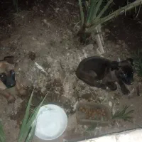 توله سگ
