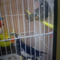 یک جفت عروسودوتاجوجه