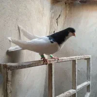 کبوتر|پرنده|الوند, |دیوار