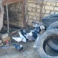 کبوتر فروشی|پرنده|مبارکه, |دیوار