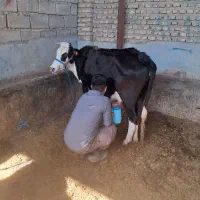 گاو ابستن ۵۰ روز