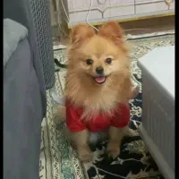 پامرین اصل نژاد نر