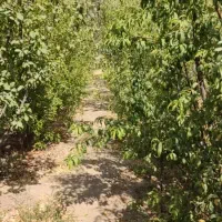 باغ.باغچه|فروش زمین و ملک کلنگی|سیدان, |دیوار