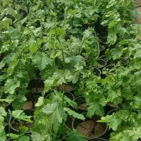 نهال موندراپ ( sabzevarnahal)|گل و گیاه طبیعی|سبزوار, کهنه آب|دیوار