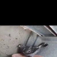 کبوتر مسافتی پلاکی