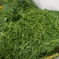 همکار خانم یا آقا جهت سبزی خوردکنی