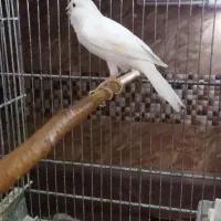 عروس هلندی سخنگو مولد با جوجه قناری نر بخون