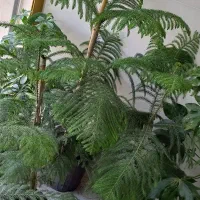 گیاه کاج مطبق