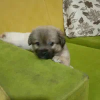 سگ.‌پاکوتاه.پامرین.خرسی.روباهی