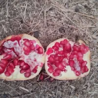 انار سیاب